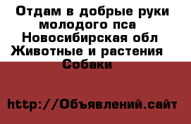 Отдам в добрые руки молодого пса - Новосибирская обл. Животные и растения » Собаки   